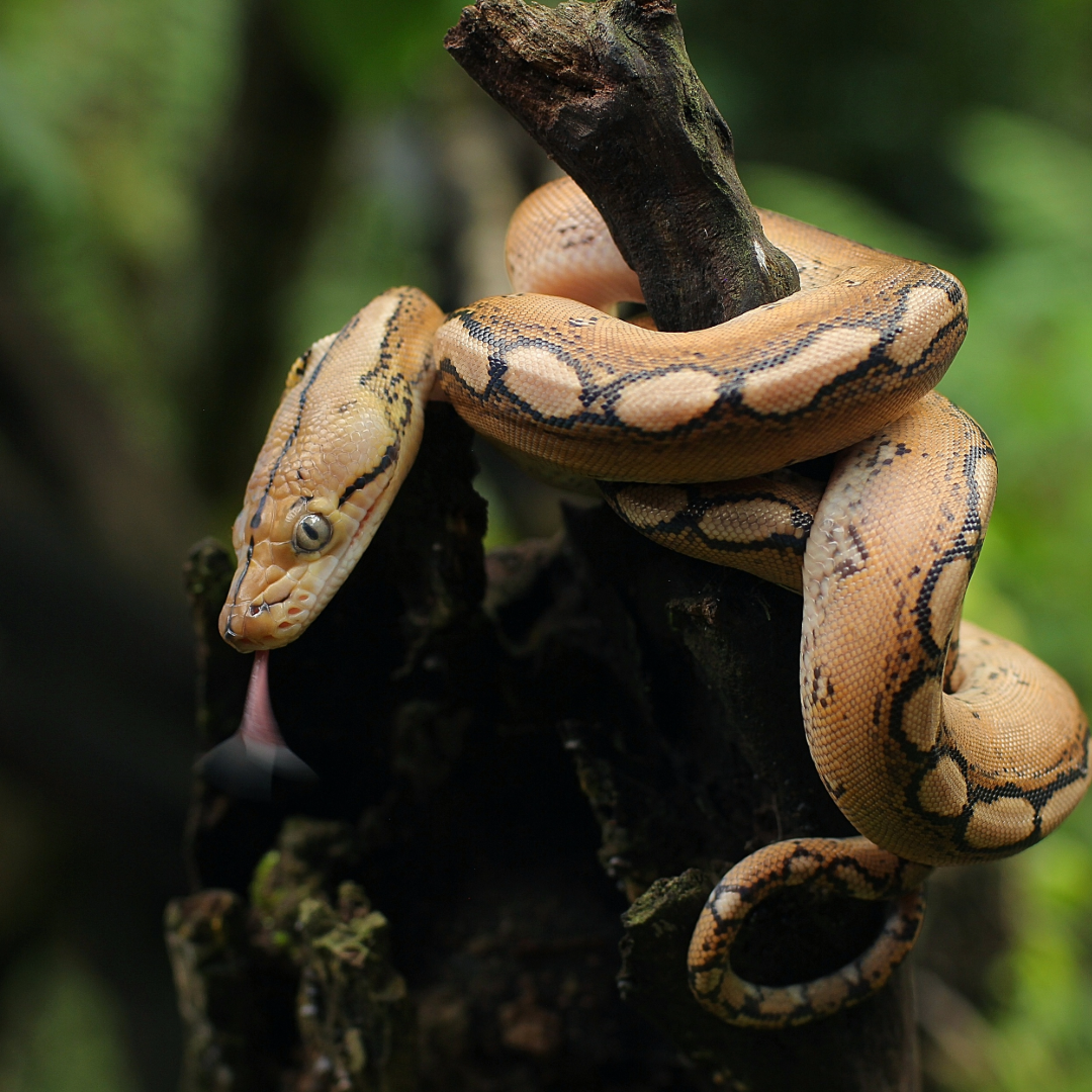 Netpython